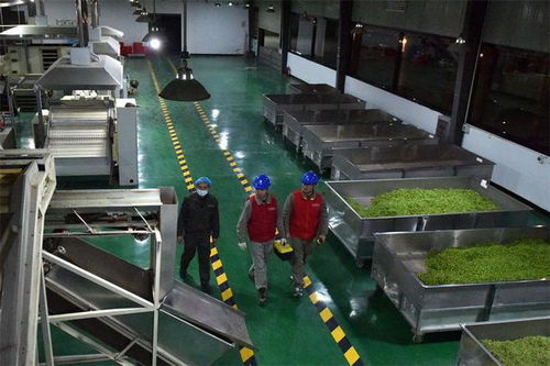 国网五峰县供电公司 供电保障让春茶飘香